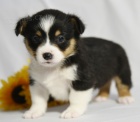 prodej andlskch tat Pembroke Welsh Corgi.