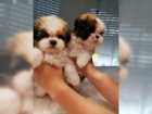 tata Shih-Tzu