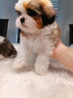 tata Shih-Tzu