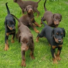 Doberman Pinscher tn k dispozici