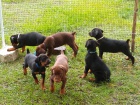 Doberman Pinscher tn k dispozici