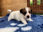 Prodm krsn a rozkon tata mini jack russell terira.