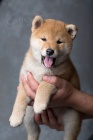 Rozkon ttka shiba inu