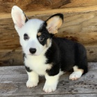 Prodej tat Pembroke Welsh Corgi tata.