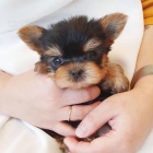 prodej tat mini yorkie (YT).