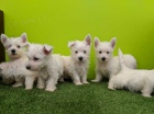 Prodm ZDRAV a OKOVAN tata West Highland White Terriers.