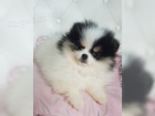 Pomeranian trpasli pic tata