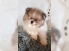 Pomeranian pic tata