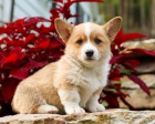 tata Welsh Corgi Pembroke k dispozici