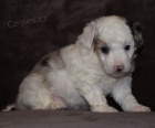 Prodm roztomil mini ttka Aussiedoodle.