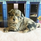 Prodm roztomil mini ttka Aussiedoodle.