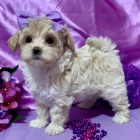 Prodm tata Maltipoo