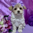 Prodm tata Maltipoo