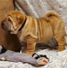 Shar-Pei jsou pipraveni k adopci.