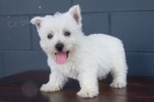 Prodm zdrav a hygienicky vykolen tata West Highland White Terriers.