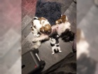 tata Shih Tzu A-vrh