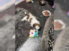 tata Shih Tzu A-vrh