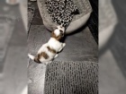 tata Shih Tzu A-vrh