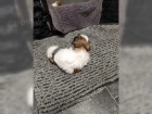 tata Shih Tzu A-vrh
