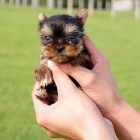 Prodm mini toy ttka Yorkie