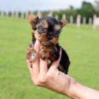 Prodm mini toy ttka Yorkie