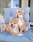 Prodm tata MINI Shiba Inu