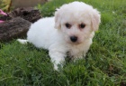 tata Bichon Frise