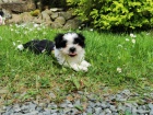 shih tzu k adopci Ndhern tata 