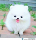 Mal nmeck pic/pomeranian ke kryt