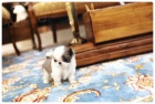 mini mini hraka SHIH TZU tata na prodej