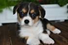 krsn a andlsk mini lek Pembroke Welsh Corgi tata na prodej.