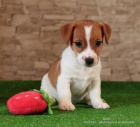 tata Jack Russell terira k nezaplacen pro nvrat dom