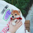 Rozkon mini mini hraka shiba inu ttka na prodej