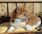 tata shiba inu