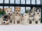 Husky tata jsou nyn pipravena
