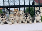 Husky tata jsou nyn pipravena