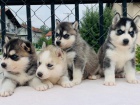 Husky tata jsou nyn pipravena