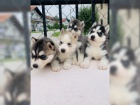 Husky tata jsou nyn pipravena