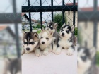 Husky tata jsou nyn pipravena