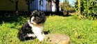 CAVAPOO trikolorn tn