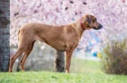 tn Rhodskho Ridgebacka s PP