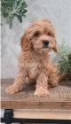 krsn cavapoo pipraven k adopci.