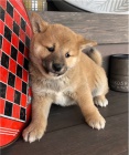 Japonsk tata Shiba Inu