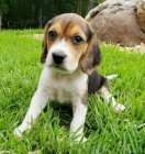 Mini Beagle