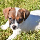 NEUVITELN JACK RUSSELL