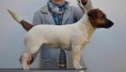 Jack Russell terir s PP