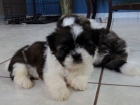 Prodm zdrav tata Shih Tzu.