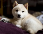  tata Shiba Inu k adopci.