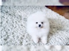 Pomeranian s PP FCI