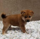 okovan tata Shiba Inu k adopci